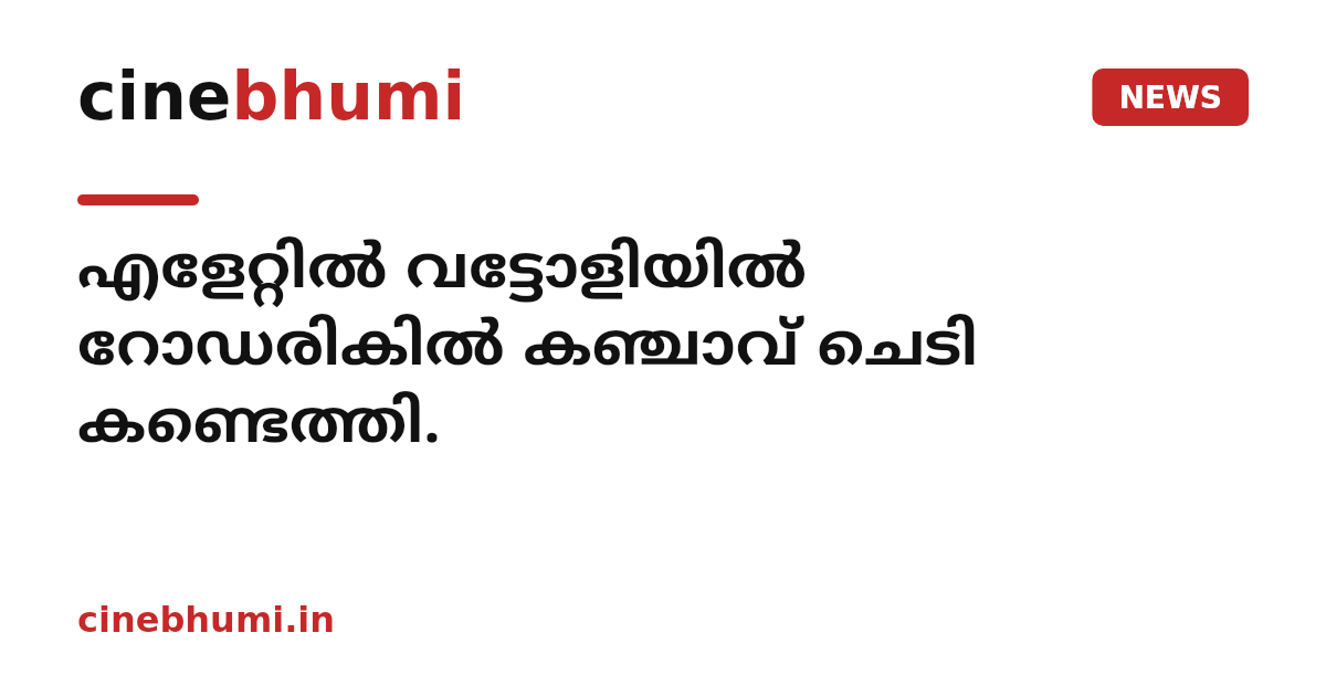 എളേറ്റിൽ വട്ടോളിയിൽ റോഡരികിൽ കഞ്ചാവ് ചെടി കണ്ടെത്തി.